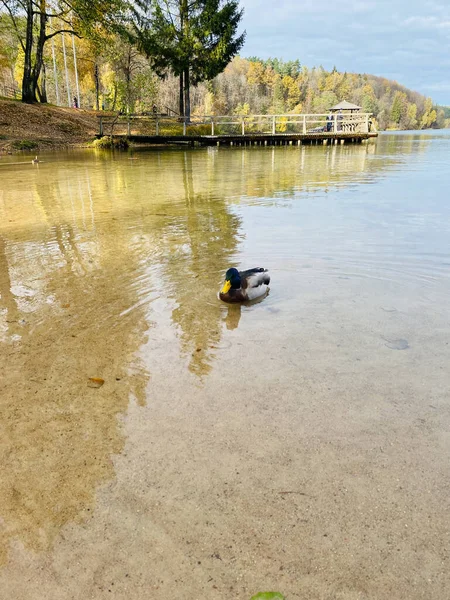 Patos Água — Fotografia de Stock