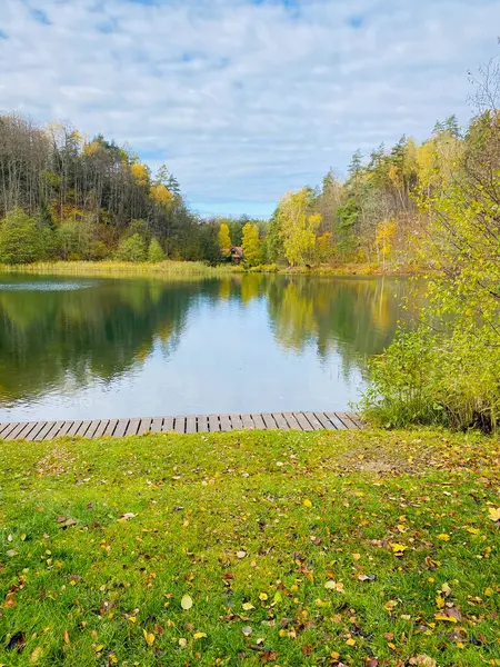 Forêt Automne Avec Arbres Feuilles Jaunes — Photo