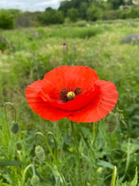Yeşil çayırlarda güzel kırmızı gelincikler
