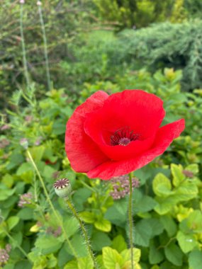 Bahçede kırmızı gelincik çiçeği