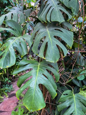 green tropical leaf, natural background, texture. nature, summer concept, close