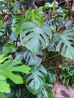 green tropical leaf, natural background, texture. nature, summer concept, close