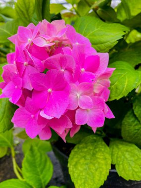 Bahçedeki güzel pembe çiçek