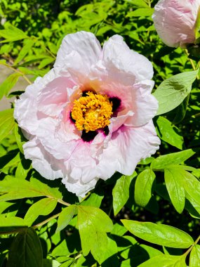 Bahçedeki güzel pembe şakayık çiçeği