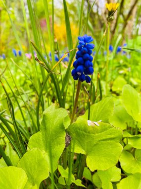 Bahçedeki güzel mavi çiçekler