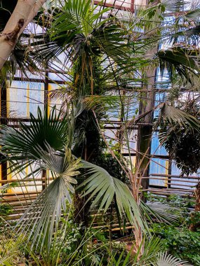 Parktaki palmiye ağacı