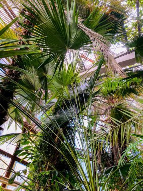 Yeşil yapraklı palmiye ağaçları