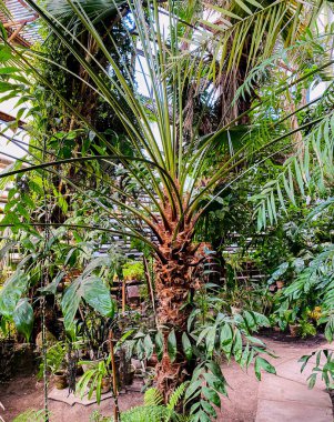 Bahçedeki palmiye ağacı