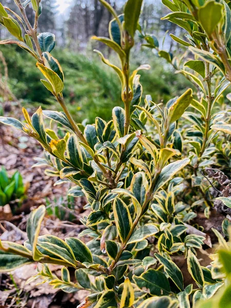 Closeup Shot Green Plant Tree — Stock fotografie