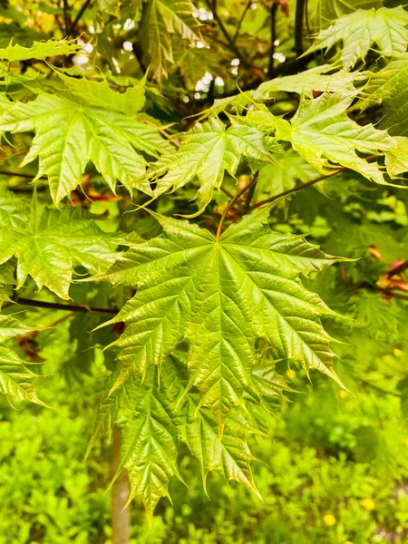 Green Leaves Tree Young Shoots Birch — Foto de Stock