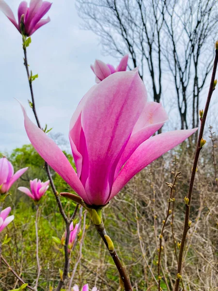 Roze Magnolia Bloemen Tuin — Stockfoto