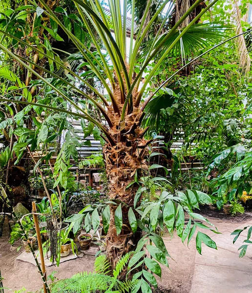 Palmera Verde Jardín —  Fotos de Stock