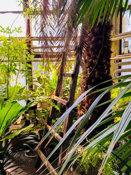 Bella Spiaggia Tropicale Con Palme Foglie Verdi — Foto Stock