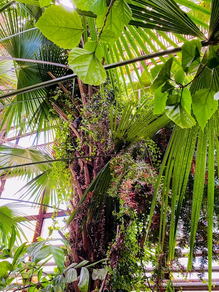 Tropické Palmové Listy Zahradě — Stock fotografie