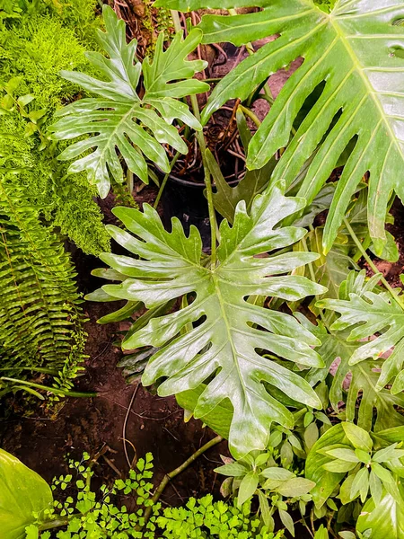 정원에 식물의 — 스톡 사진