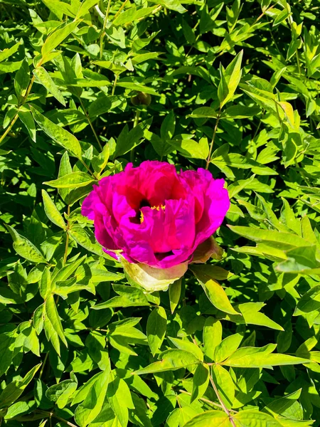 Beautiful Pink Roses Garden — Stock Photo, Image