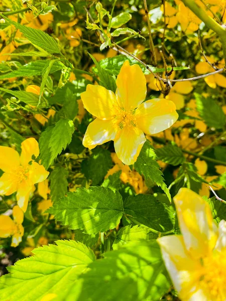 Flores Amarillas Jardín — Foto de Stock