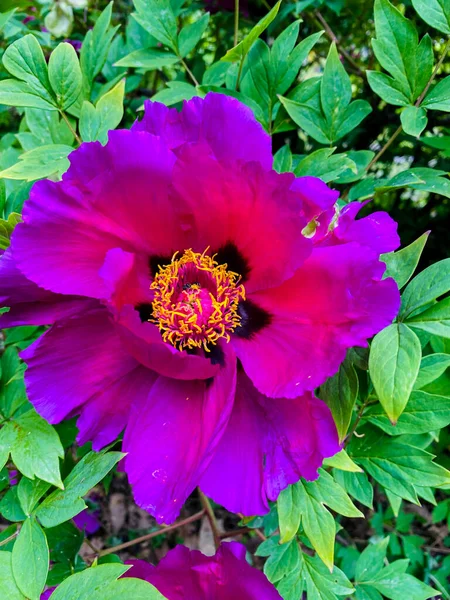 Beautiful Flowers Garden Pion — Stock Photo, Image