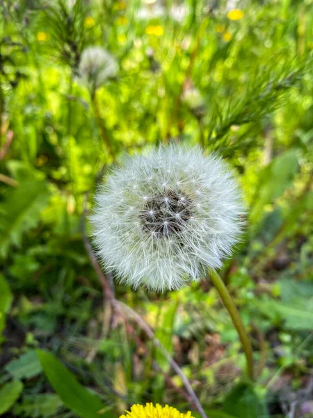Yeşil Çimlerde Karahindiba Çiçeği — Stok fotoğraf