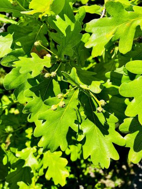 bir bitkinin yeşil yaprakları