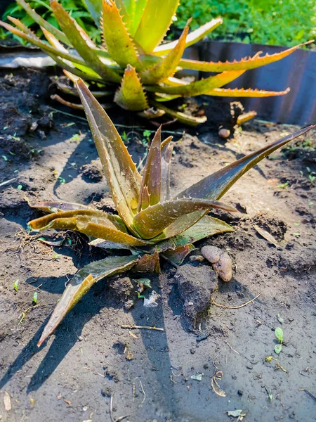 Primer Plano Una Planta Cactus —  Fotos de Stock