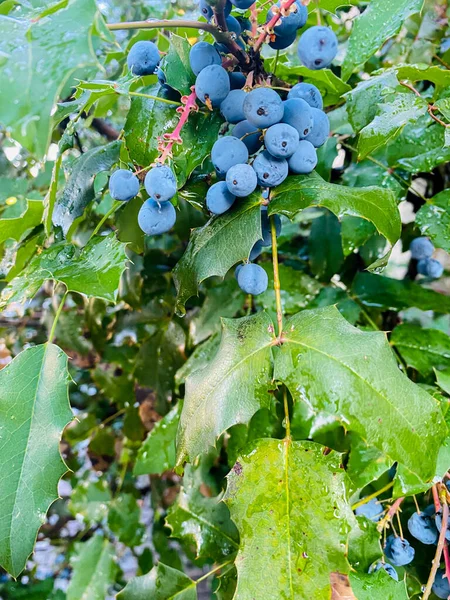 Bunch Green Grapes Branch Bush — Foto Stock