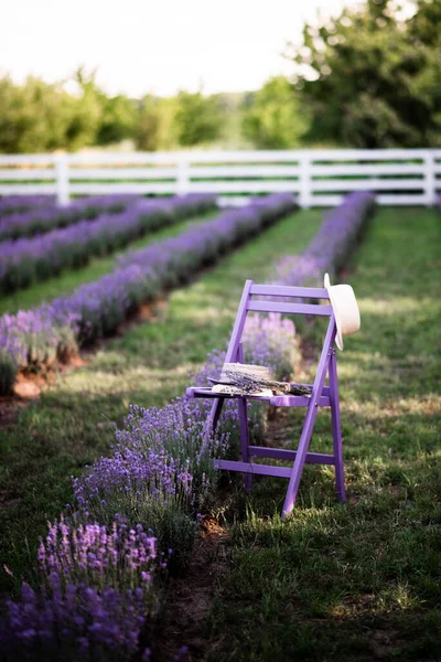 Purple Pink Flowers Meadow Lot Lavender — Foto de Stock