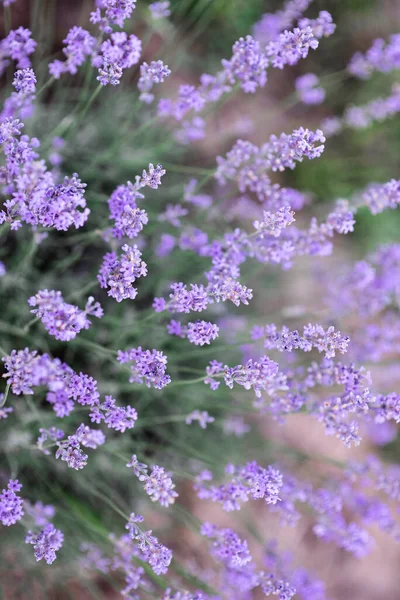 Lavanda Jardim — Fotografia de Stock