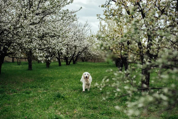 White Labrador Spring Garden — Stockfoto