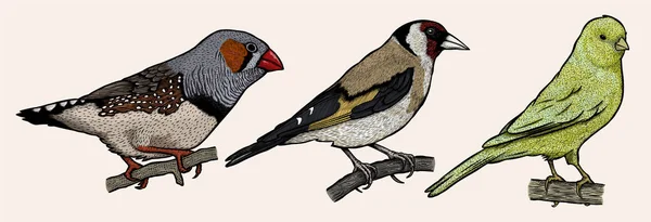 Bird Collection Hand Drawn Zebra Finch Goldfinch Canary — Stockový vektor