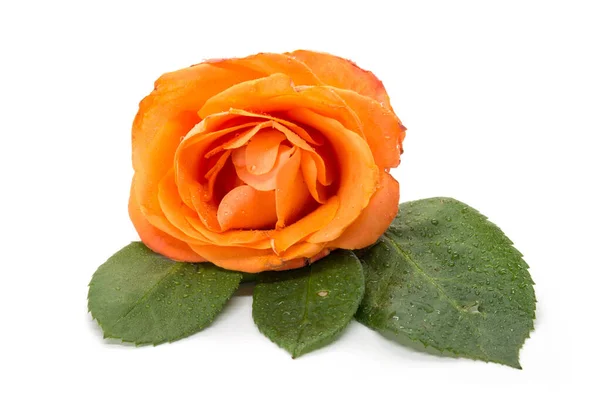 Belle Rose Orange Isolée Sur Fond Blanc — Photo