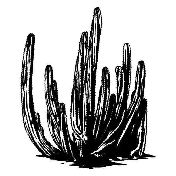 Desert Cactus Vector Hand Getrokken Outline — Stockvector