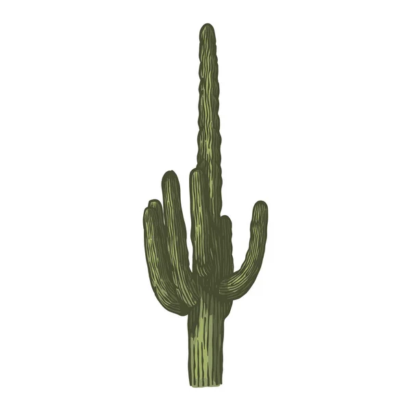 Western Desert Cactus Vector Hand Drawn — Stock Vector