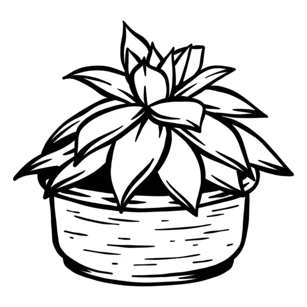 Planta Aloe Maceta Vector Dibujado Mano Línea Salida — Vector de stock