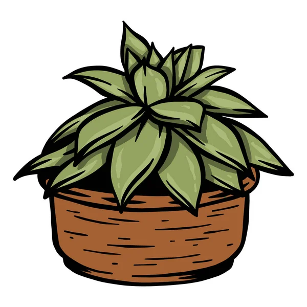 Planta Aloe Maceta Vector Dibujado Mano — Vector de stock