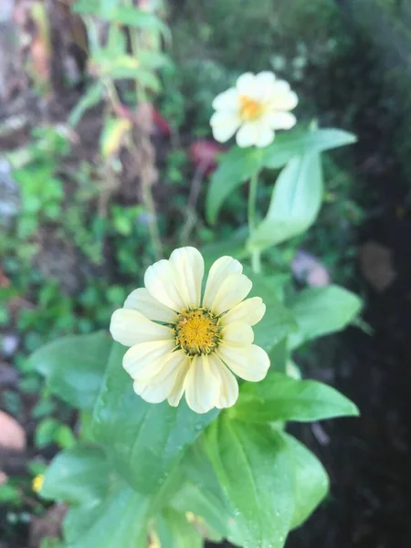 White Flower Background Green Leaf — Foto de Stock