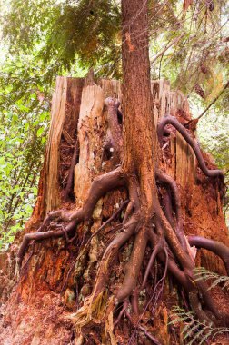 Damgada kökleri olan ağaç