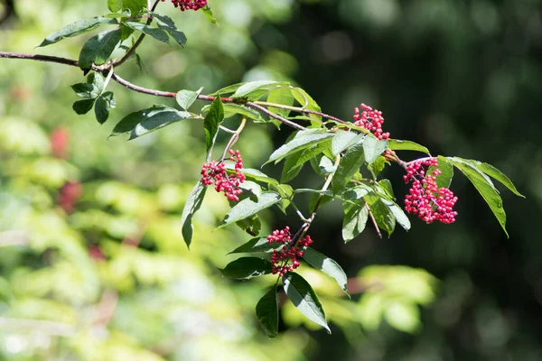 Vue Rapprochée Sur Arbre Aux Baies Rouges Dans Jardin — Photo