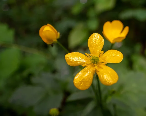 美しい花の庭園で栽培 — ストック写真