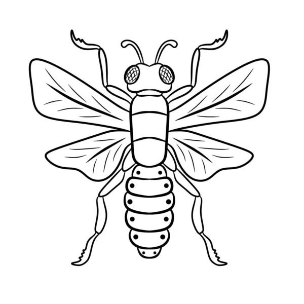 Řádkový Brouk Izolovaný Druh Hmyzu Ručně Kreslený — Stockový vektor