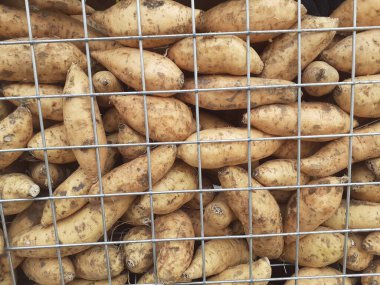 Cilembu honey sweet potato is ripe, crispy outside and soft inside. Tropical cilembu honey sweet potato in Asia, Indonesia. Sold in wire baskets, in traditional Indonesian markets.