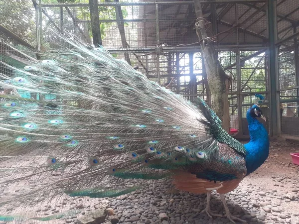 Ragunan Zoo, Jakarta, August 17-2022 : The blue peacock, the blue peafowl, is starting to open its tail in its cage, it\'s really beautiful to look at, amazing.