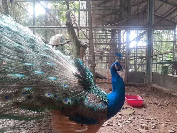 Ragunan Zoo Jakarta August 2022 Blue Peacock Blue Peafowl Starting — Stockfoto