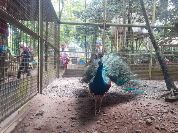 Ragunan Zoo Jakarta August 2022 Blue Peacock Blue Peafowl Starting — Stockfoto