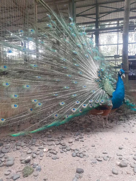 Ragunan Zoo Jakarta Indonesia August 2022 Its Cage Blue Peafowl — Fotografia de Stock
