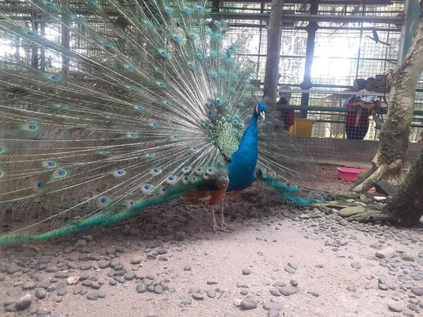 Ragunan Zoo Jakarta Indonesia August 2022 Its Cage Blue Peafowl — Stockfoto