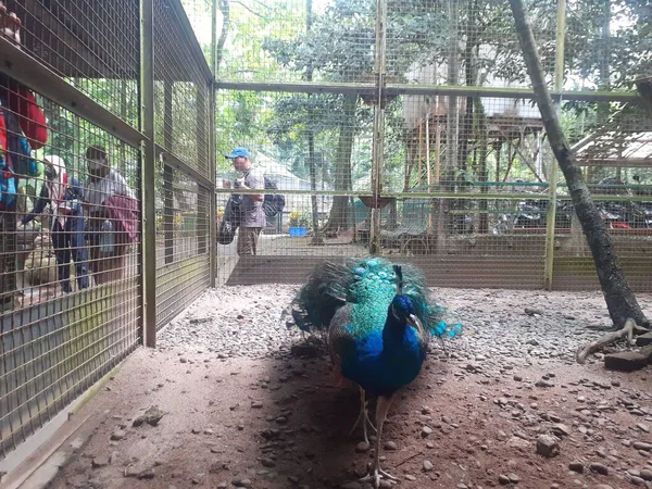 Ragunan Zoo Jakarta Indonesia August 2022 Its Cage Blue Peafowl — Stockfoto