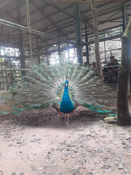 Ragunan Zoo Jakarta Indonesia August 2022 Its Cage Blue Peafowl — Stockfoto