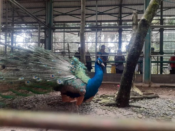 Ragunan Zoo Jakarta Indonesia August 2022 Its Cage Blue Peafowl — Stockfoto