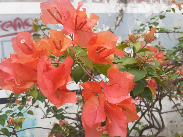 Κόκκινα Λουλούδια Μπουγκενβίλ Στη Βεράντα Του Τζαμιού Χάρτινα Λουλούδια Ονομάζονται — Φωτογραφία Αρχείου